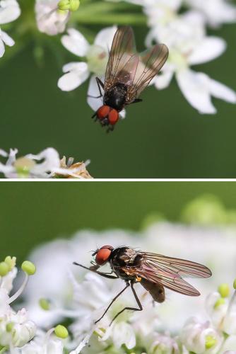 Azelia cilipes